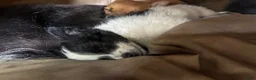 Mixed Breed dogs for sale: Nevada - Ad 2