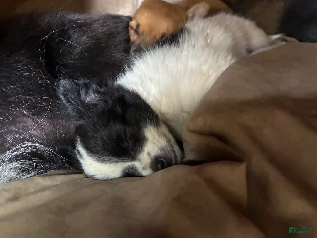 Mixed Breed dogs for sale: Nevada - Ad 2