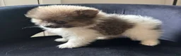 Pomeranian dogs for sale: kyle  - Ad 4