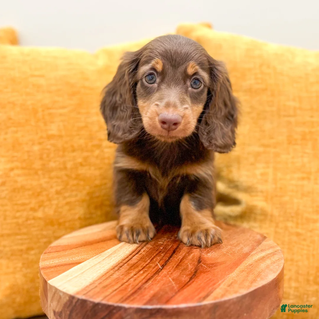 Miniature Dachshund dogs for sale: Latte - Ad 1