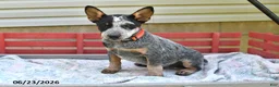 Australian Cattle Dog dogs for sale: Flicker - Ad 4