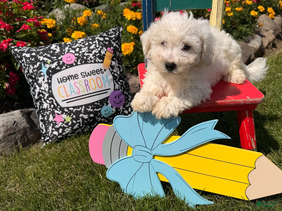 Bichon Frise dogs for sale: Teddy  - Ad 2