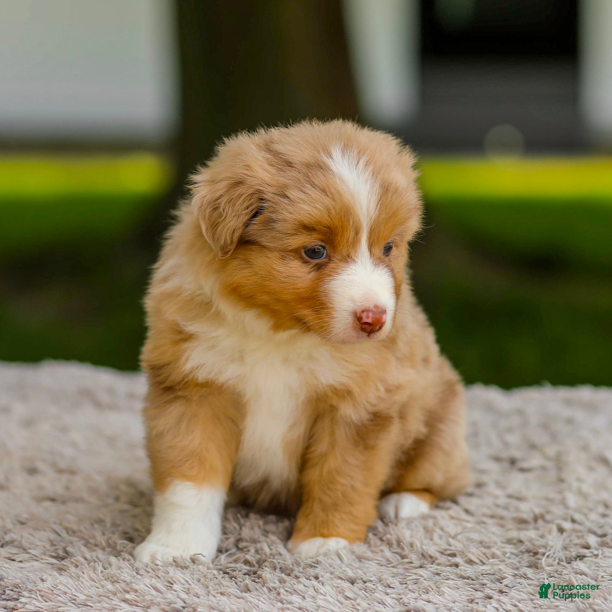 Miniature Australian Shepherd dogs Buddy - Ad 2