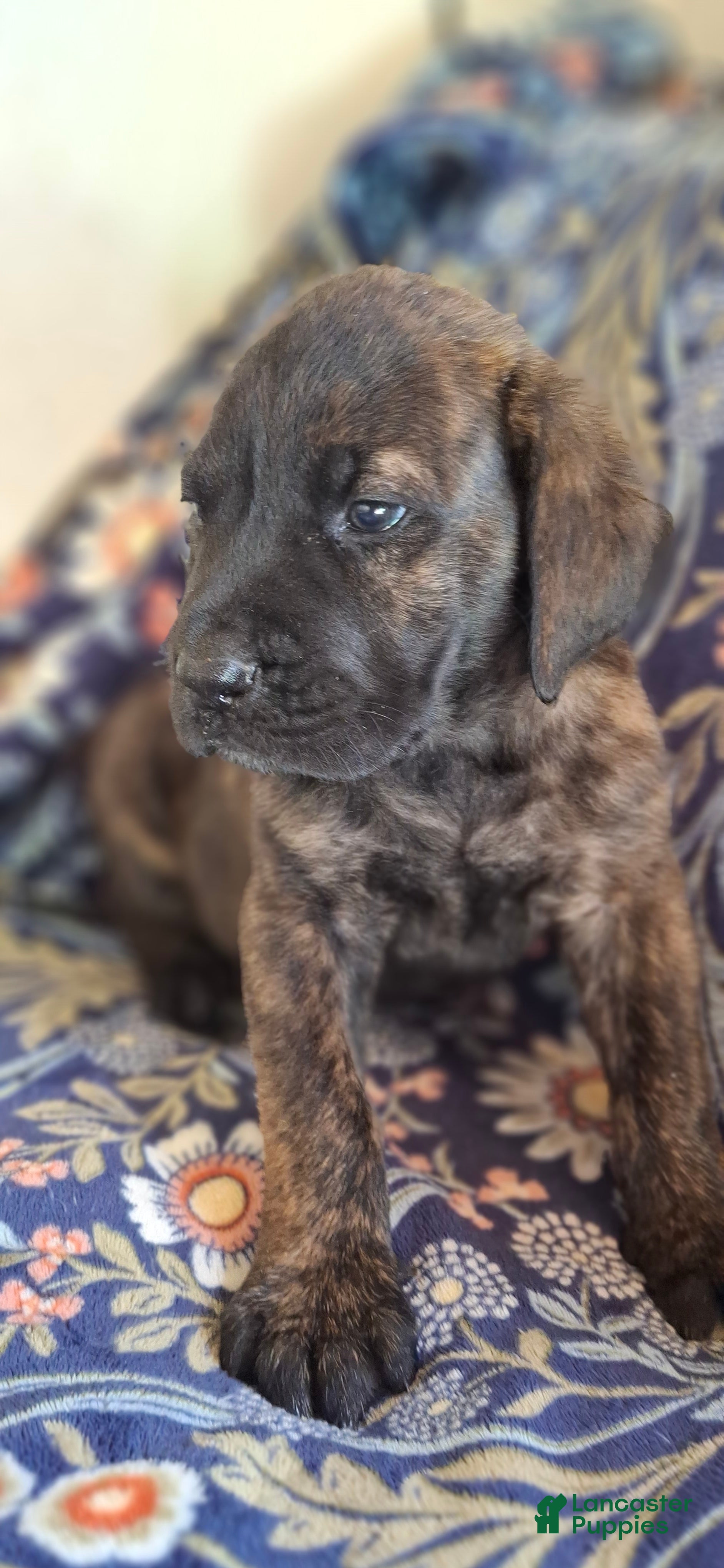 English Mastiff dogs Cedar - Brindle English Mastiff Puppy - Ad 14