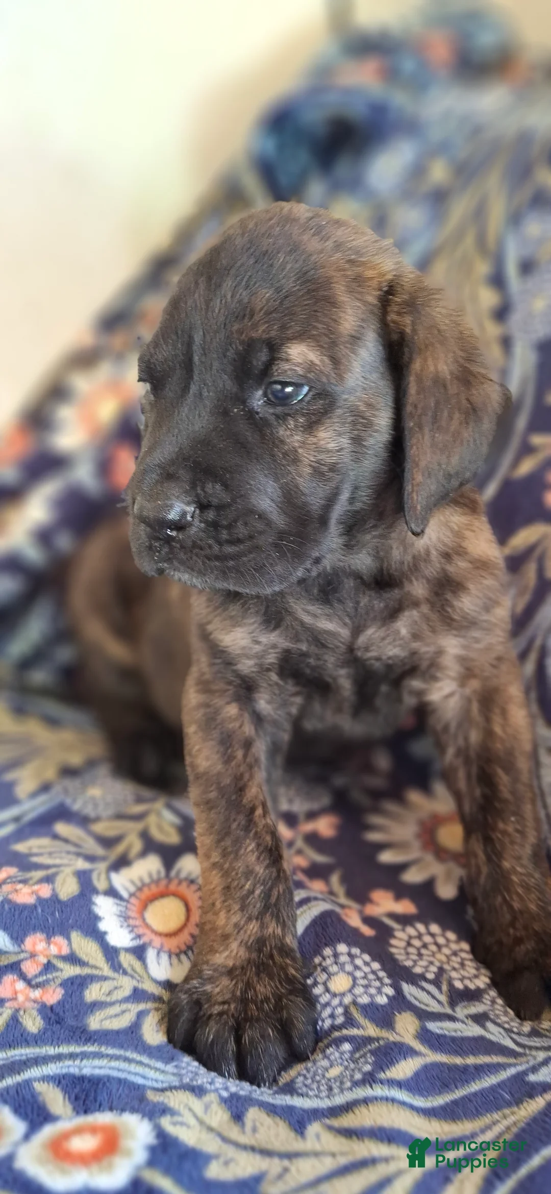 English Mastiff dogs for sale: Cedar - Brindle English Mastiff Puppy - Ad 1