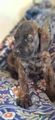 Cedar - Brindle English Mastiff Puppy