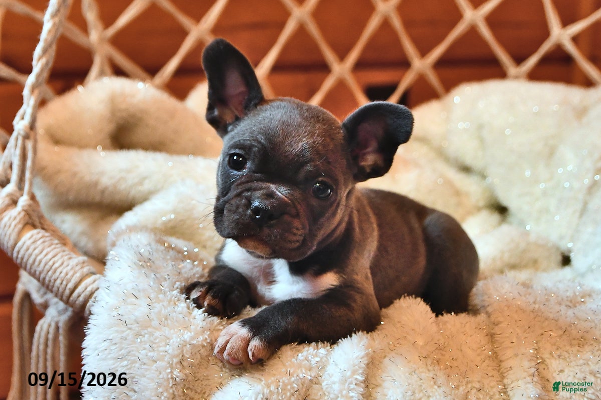 Frenchton dogs Mollie - Ad 1