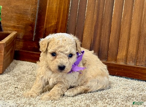 Toy Poodle dogs Wrigley - Ad 2