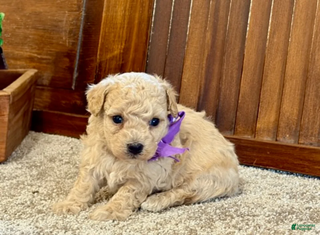 Toy Poodle dogs for sale: Wrigley - Ad 2