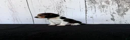 Beagle dogs for sale: Rover - Ad 3