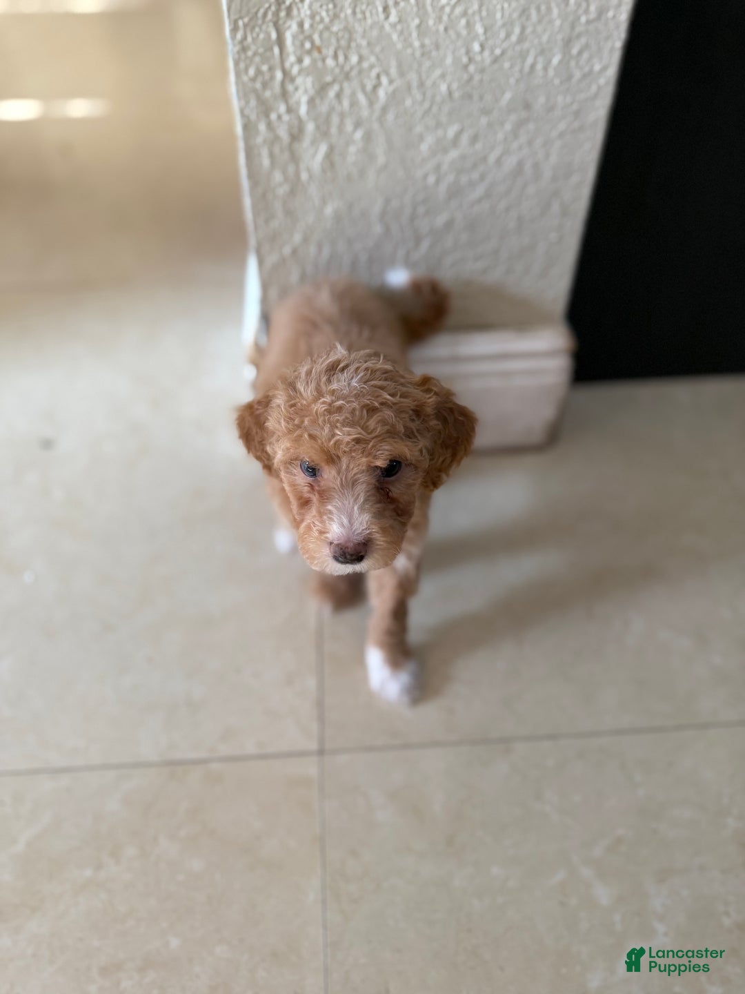 Miniature Poodle dogs for sale: Tory  - Ad 3