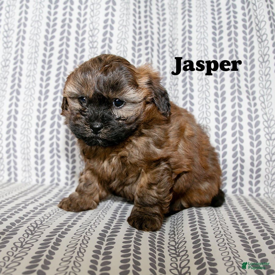 Mixed Breed dogs Jasper - Ad 5