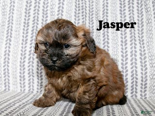 Mixed Breed dogs Jasper - Ad 5