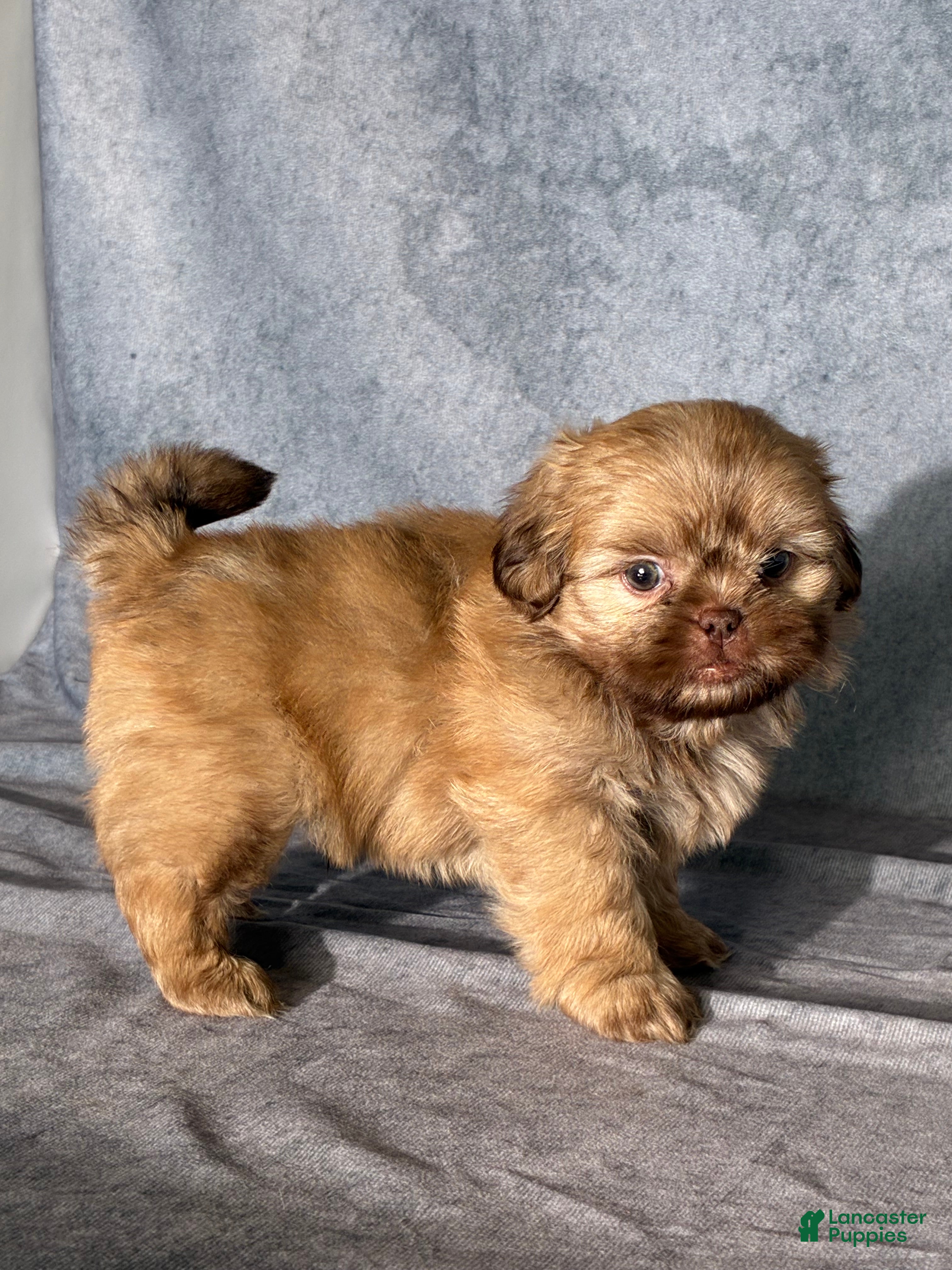 Shih Tzu dogs Nash - Ad 2