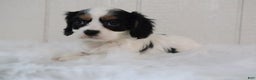 Cavalier King Charles Spaniel dogs for sale: Bella - Ad 6