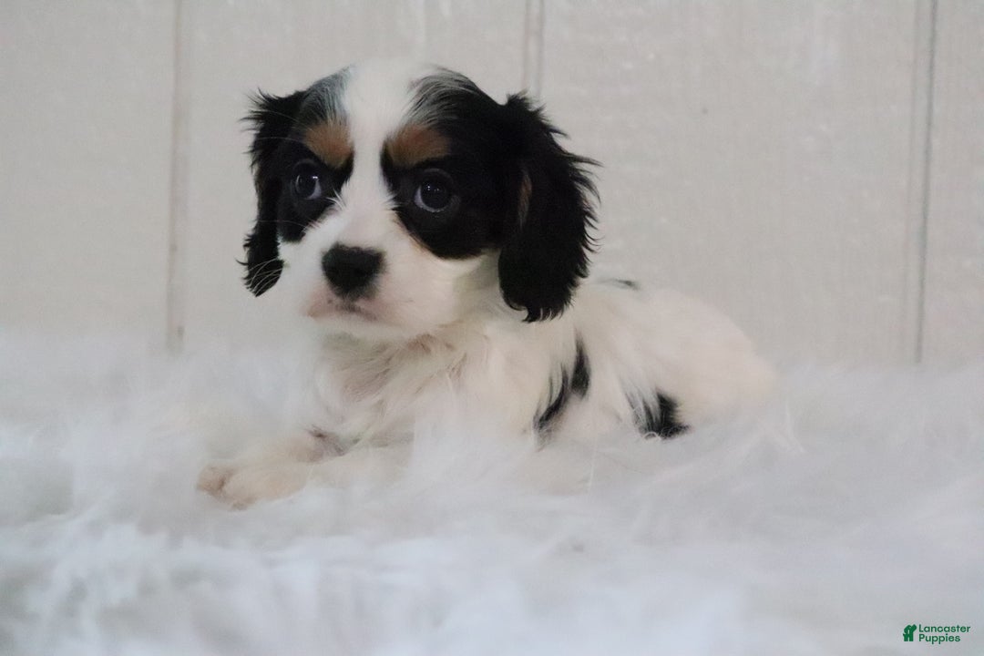 Cavalier King Charles Spaniel dogs for sale: Bella - Ad 6