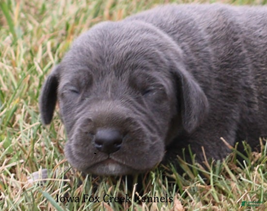 Great Dane dogs Sapphire - Ad 31