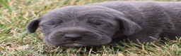 Great Dane dogs for sale: Sapphire - Ad 1