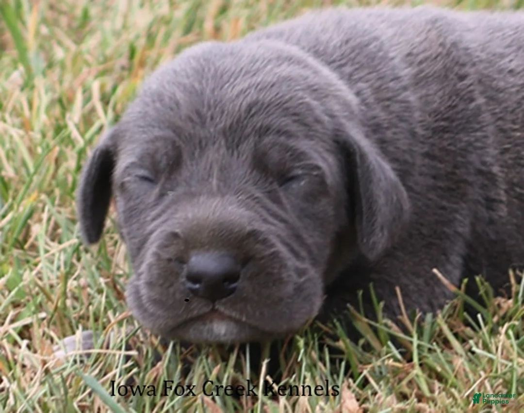 Great Dane dogs for sale: Sapphire - Ad 1