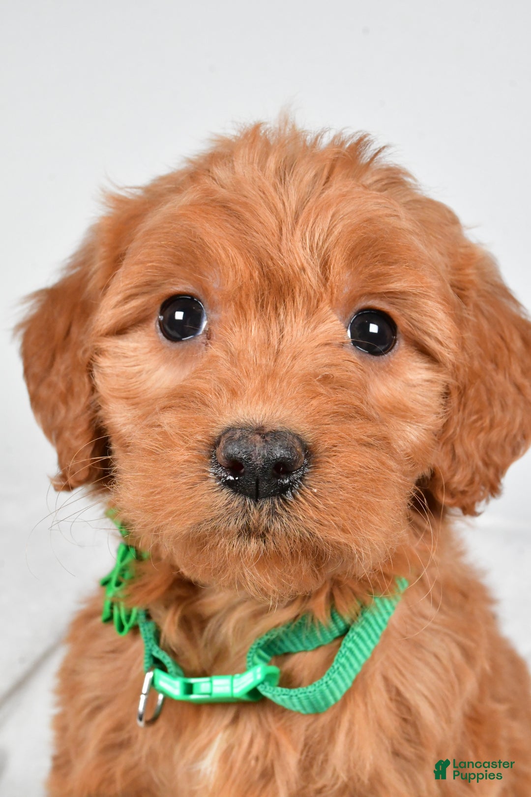 Mini Goldendoodle dogs for sale: Biff - Ad 9