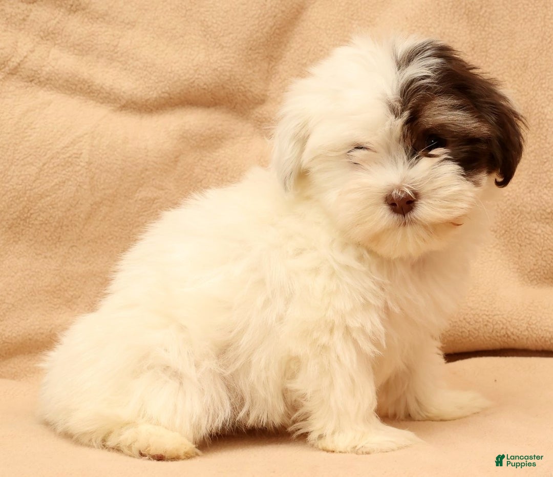 Havanese dogs for sale: Beth - Ad 7