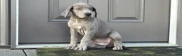 Great Dane dogs for sale: Larry - Ad 3