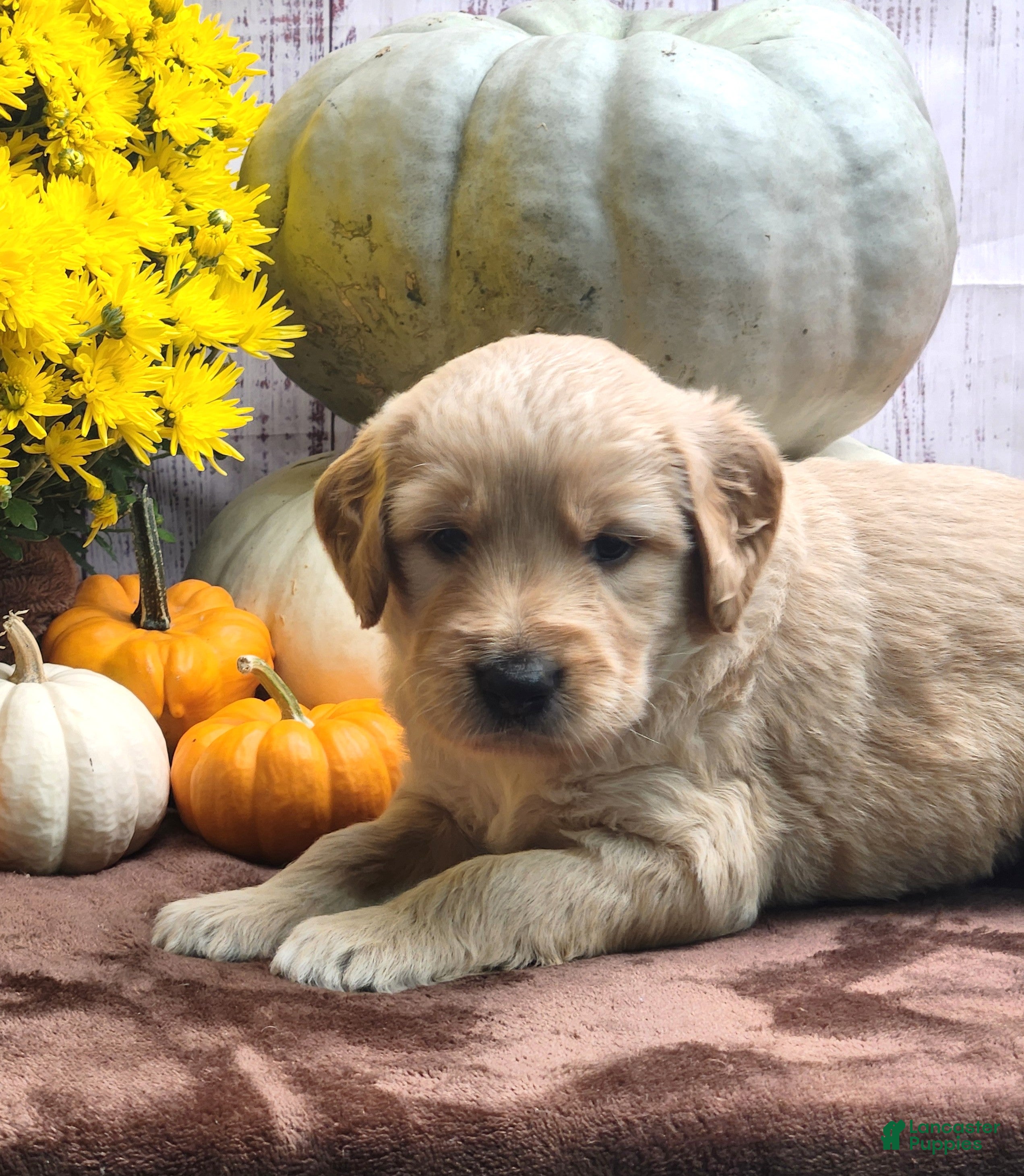 Goldendoodle dogs for sale: Monty - Ad 3