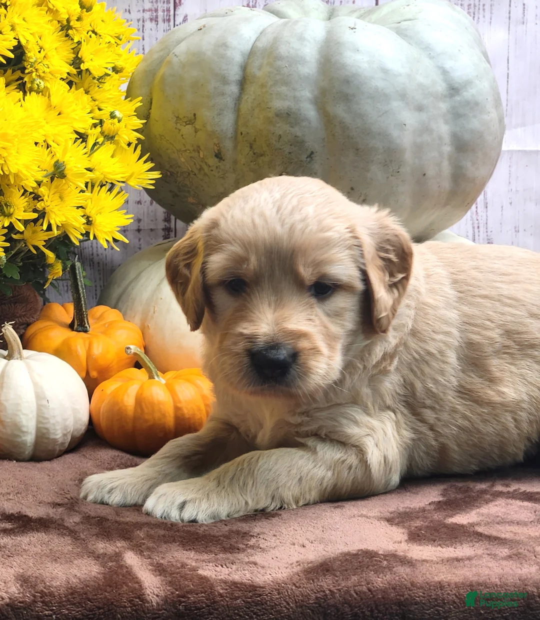Goldendoodle dogs for sale: Monty - Ad 1