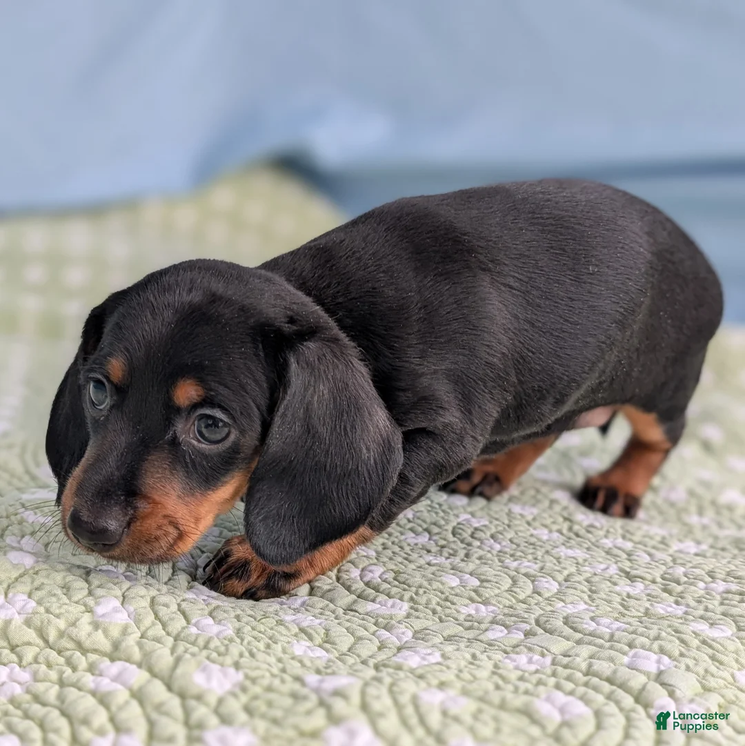 Miniature Dachshund dogs for sale: Black Dahlia - Ad 2