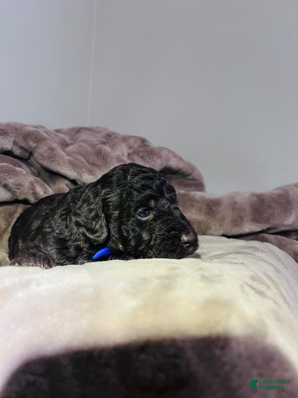 Miniature Poodle dogs Miniature Poodle Puppy 1 - Ad 7