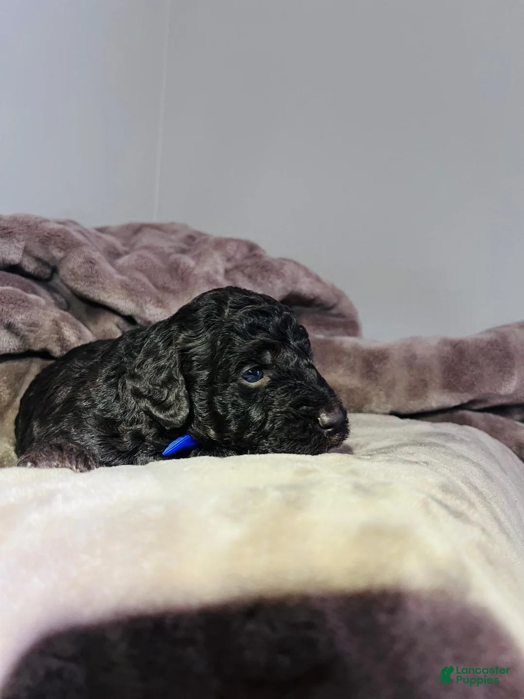 Miniature Poodle dogs for sale: Miniature Poodle Puppy 1 - Ad 1