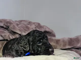 Miniature Poodle dogs Miniature Poodle Puppy 1 - Ad 31