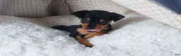 Miniature Pinscher dogs for sale: ARCHIE - Ad 10