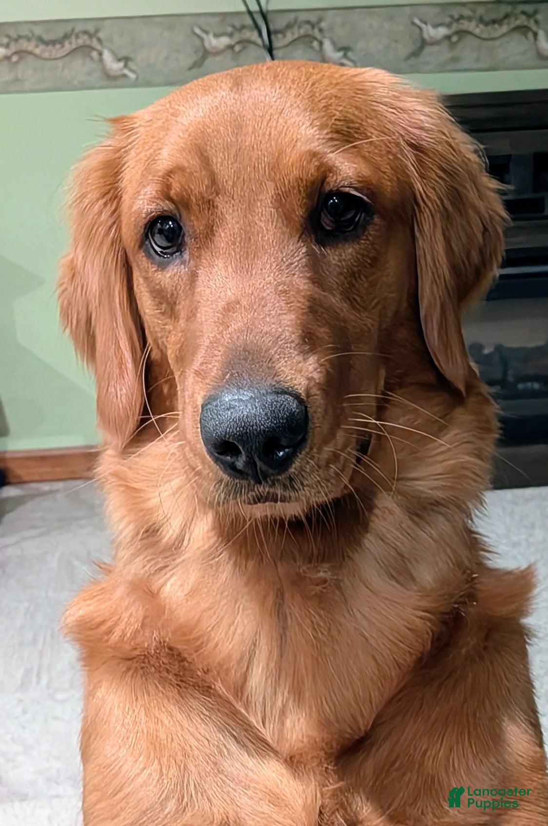 Golden Retriever dogs Pebbles - Ad 2