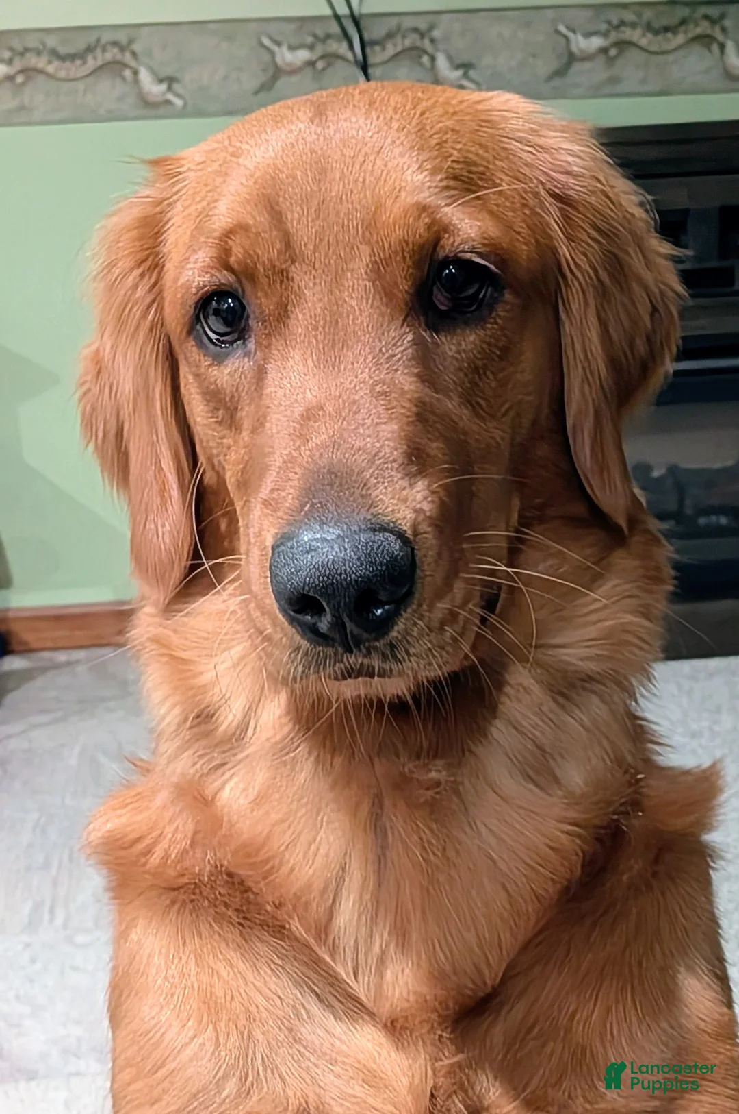 Golden Retriever dogs for sale: Muffin - Ad 2