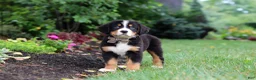 Bernese Mountain Dog dogs for sale: Theo - Ad 8