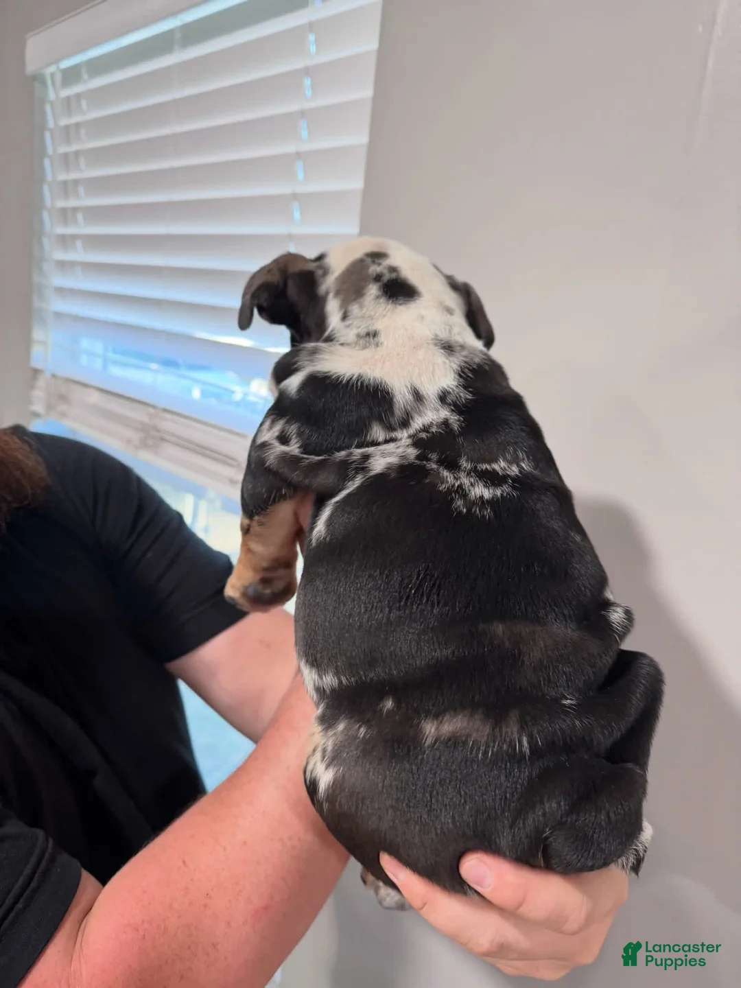 English Bulldog dogs for sale: English Bulldog 1 - Ad 1