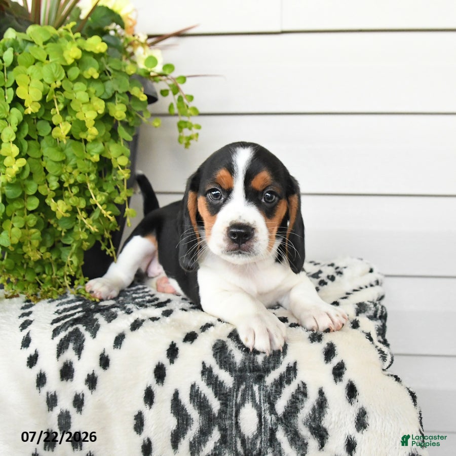 Beaglier dogs Millie - Ad 2
