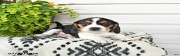 Beaglier dogs for sale: Millie - Ad 2