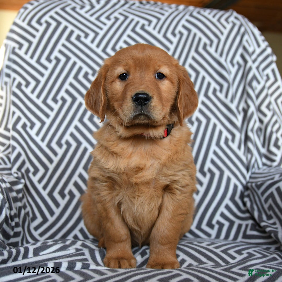 Golden Retriever dogs for sale: Lucky Charms - Ad 3