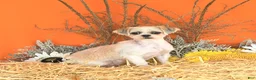 Shih Tzu dogs for sale: Cinnamon - Ad 6