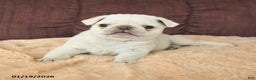Pug dogs for sale: Woodstock - Ad 4