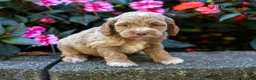 Cockapoo dogs for sale: Garrison  - Ad 3