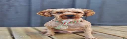 Mini Goldendoodle dogs for sale: Luna - Ad 13