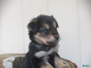 Mixed Breed dogs Timber - Ad 41