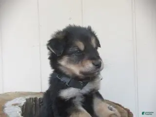 Mixed Breed dogs Timber - Ad 4