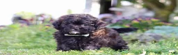 Shihpoo dogs for sale: Troy - Ad 5