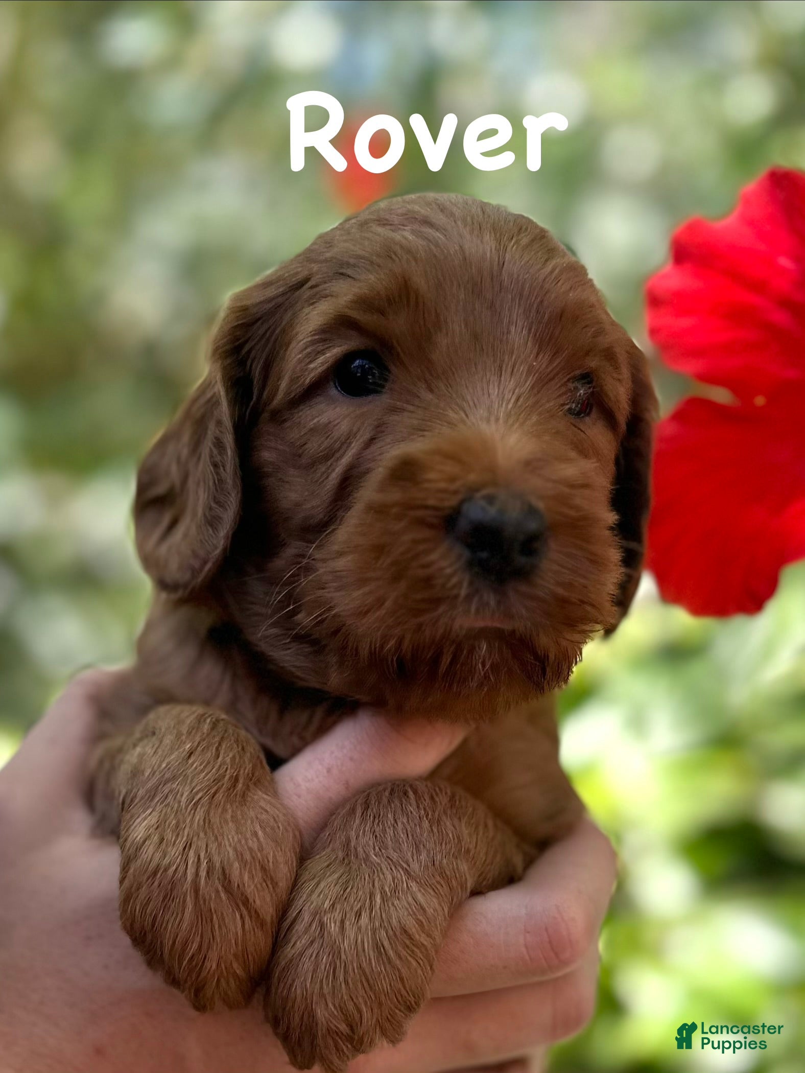 Australian Labradoodle dogs for sale: Rover - Ad 1