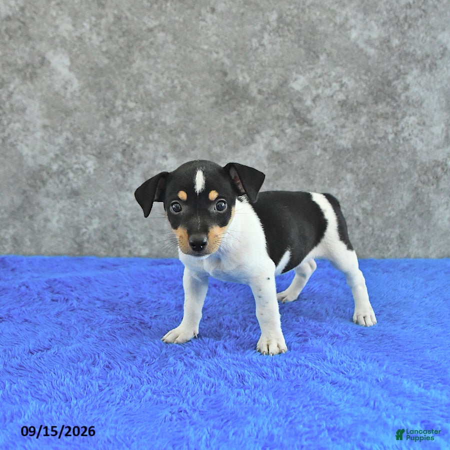 Jack Russell Terrier dogs Daisy - Ad 2
