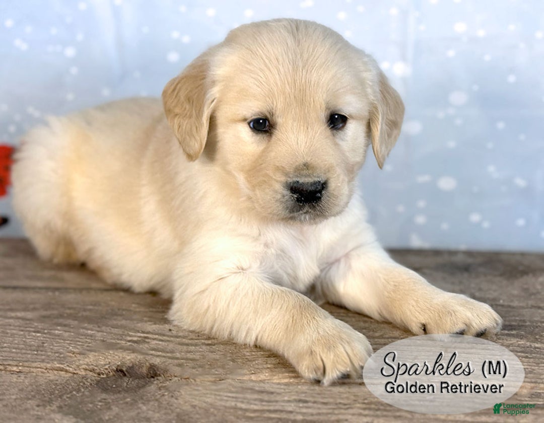 Golden Retriever dogs for sale: Sparkles - Ad 3